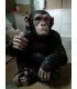 Chimpancé en piedra artificial.