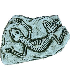 FÓSIL DE SALAMANDRA.