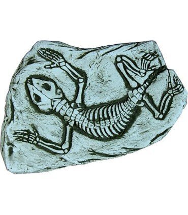 FÓSIL DE SALAMANDRA.