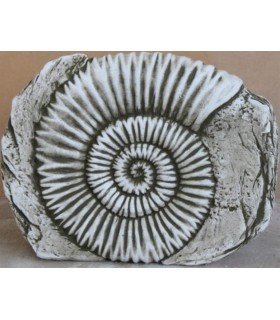 FÓSIL DE AMONITES.